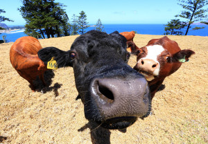 Cows at Shearwater Norfolk Island
